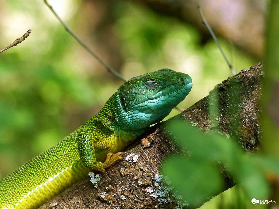 Mindjárt elalszom...:)