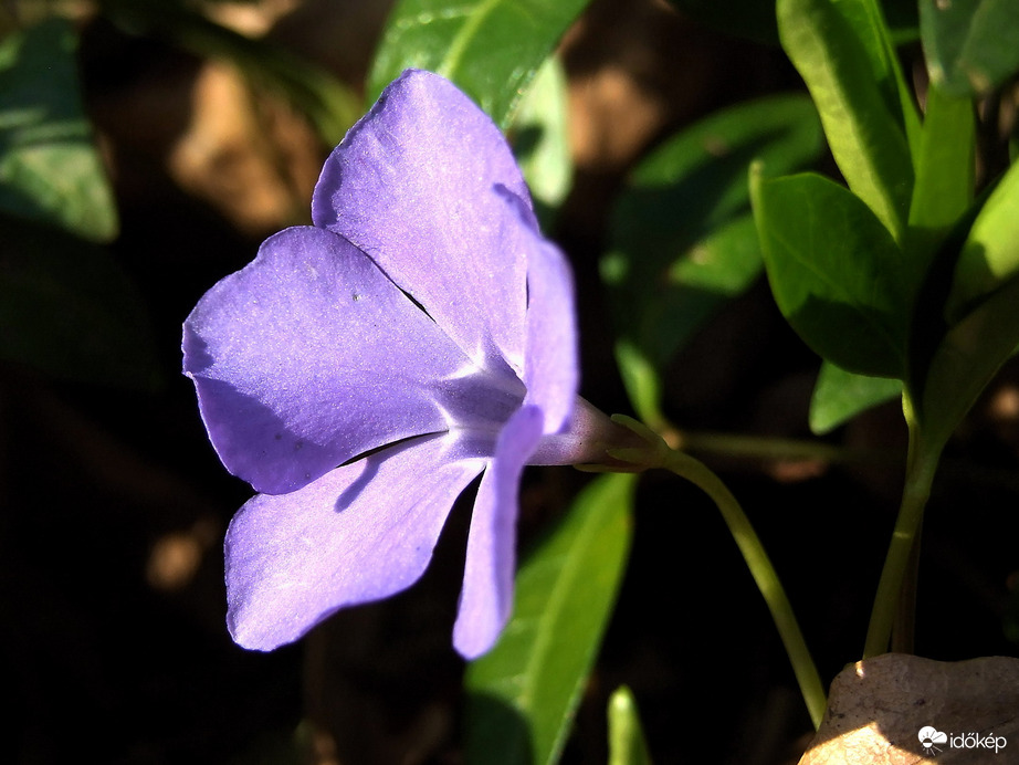 Tavaszi "napraforgó"