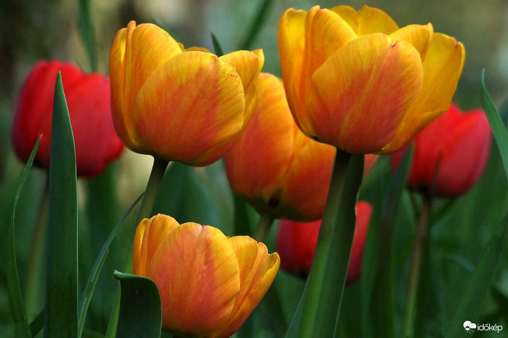 Tulipánok
