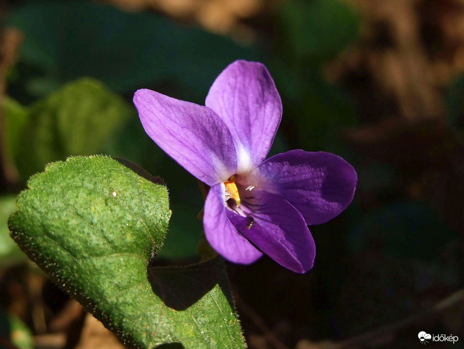 A márciusi erdő kincse 