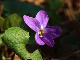 A márciusi erdő kincse 