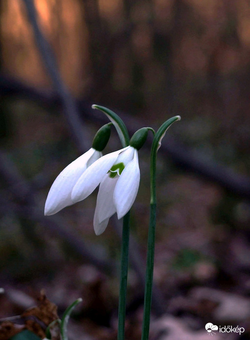 Erdő alján. alkonyatkor 