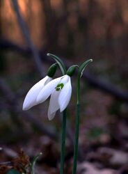 Erdő alján. alkonyatkor 