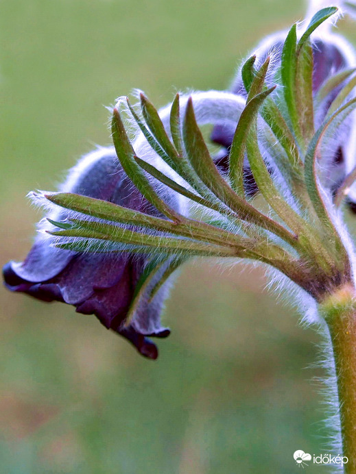 Szégyenlős vagyok :)