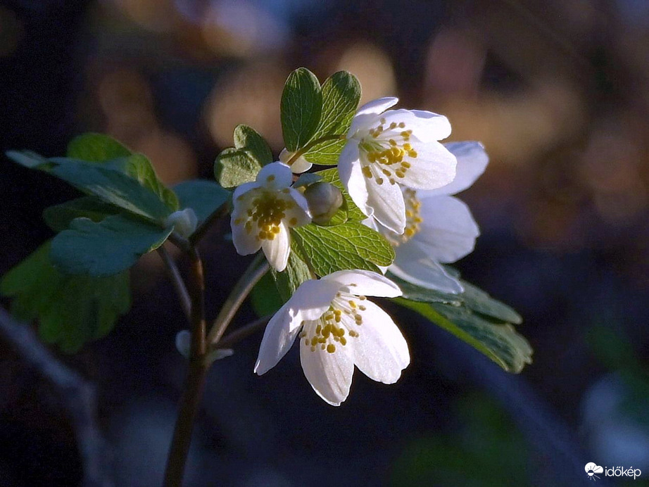 Eljött a galambok ideje :)