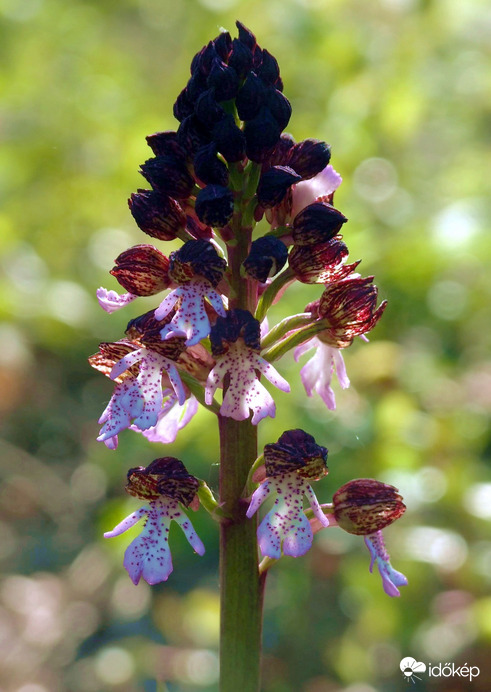 Változatok bíboros kosborra