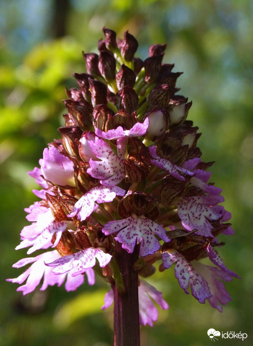 Változatok bíboros kosborra