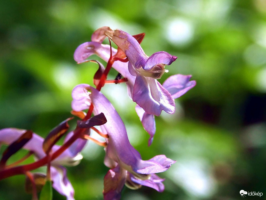 Ide most benézek :)