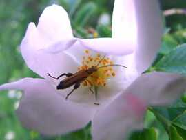 Mikrokozmosz :)