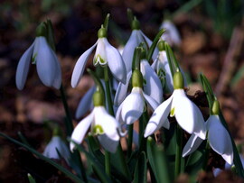 Hó nélkül, de még itt vagyunk! :)