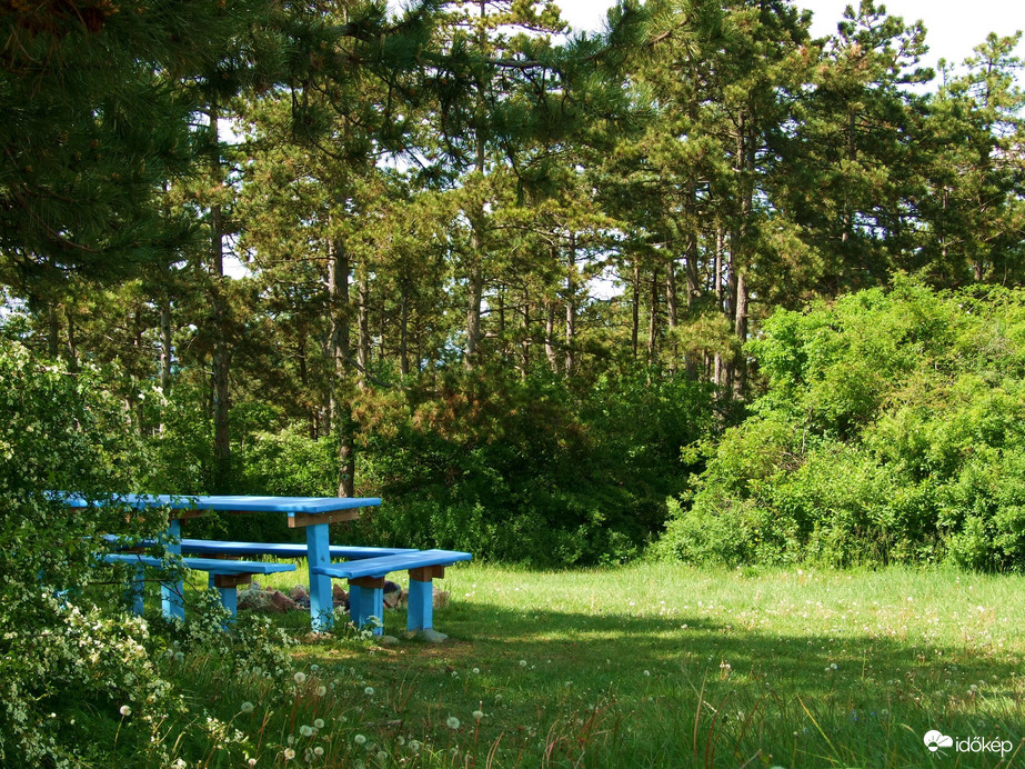 Erdei pihenő 