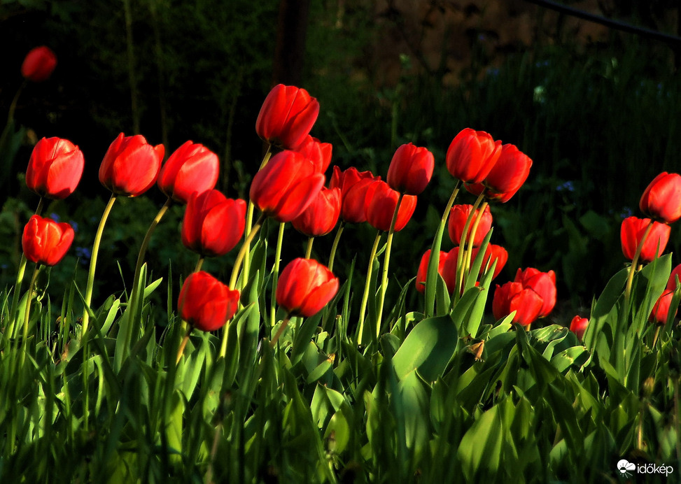 Tulipánok napsütésben