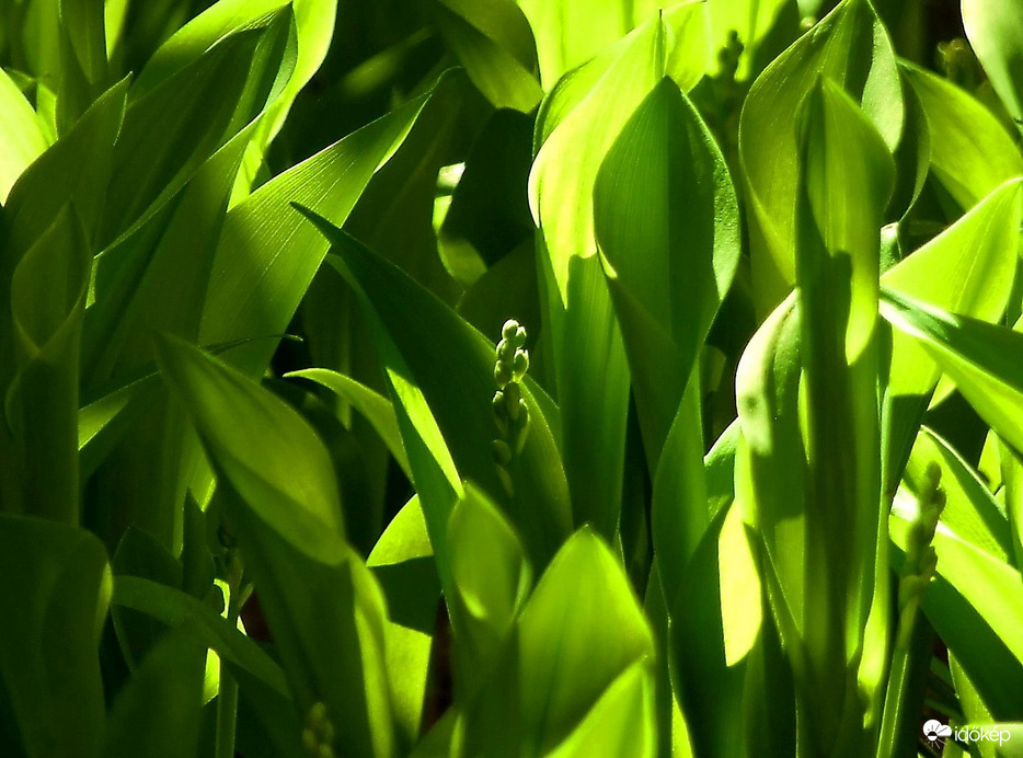 Sarjadó gyöngyvirág levelek