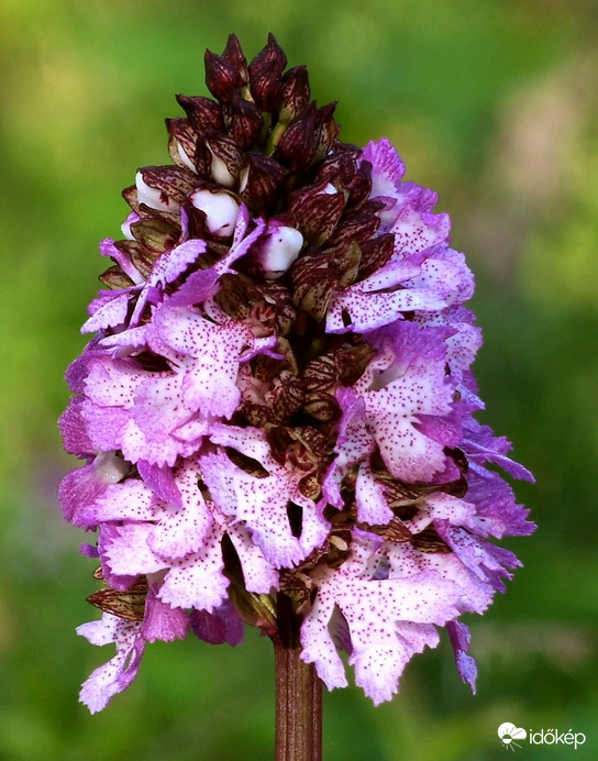 Közelről - bíboros kosbor