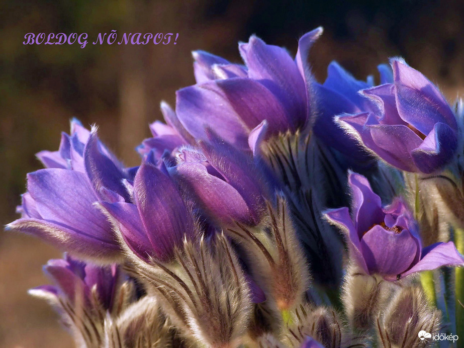 BOLDOG NŐNAPOT az érintetteknek! :)