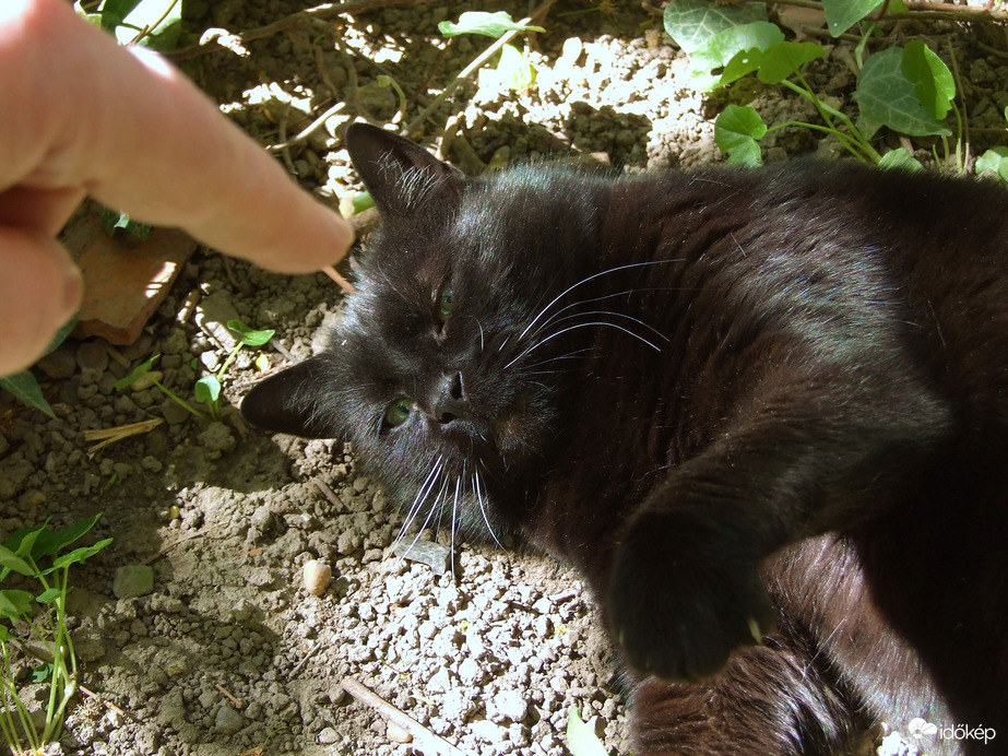 Megvan a bűnös, aki megette a tejfölt! 