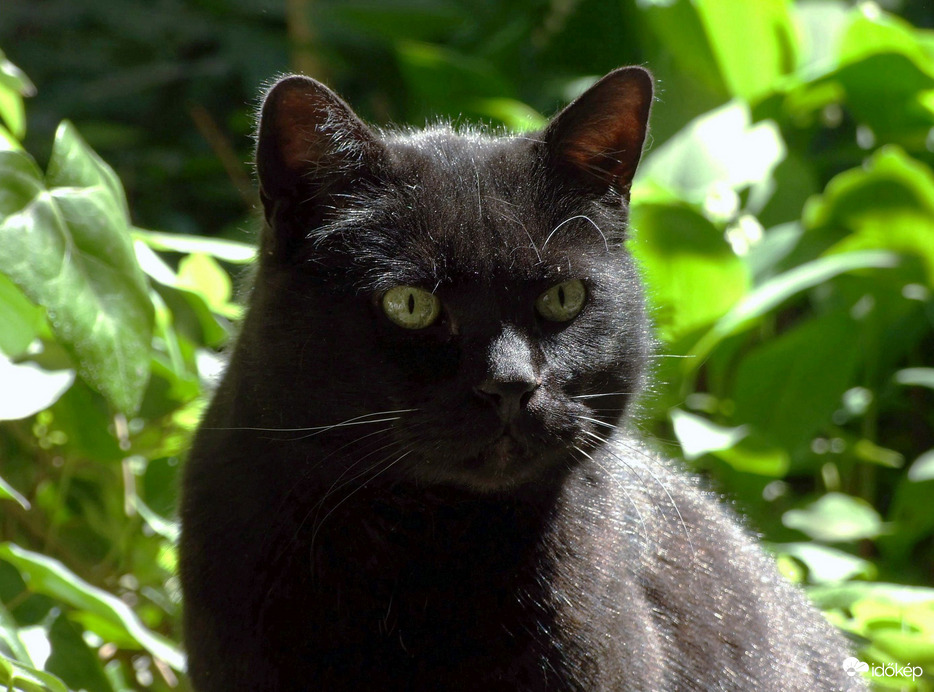 Idegen macska! 