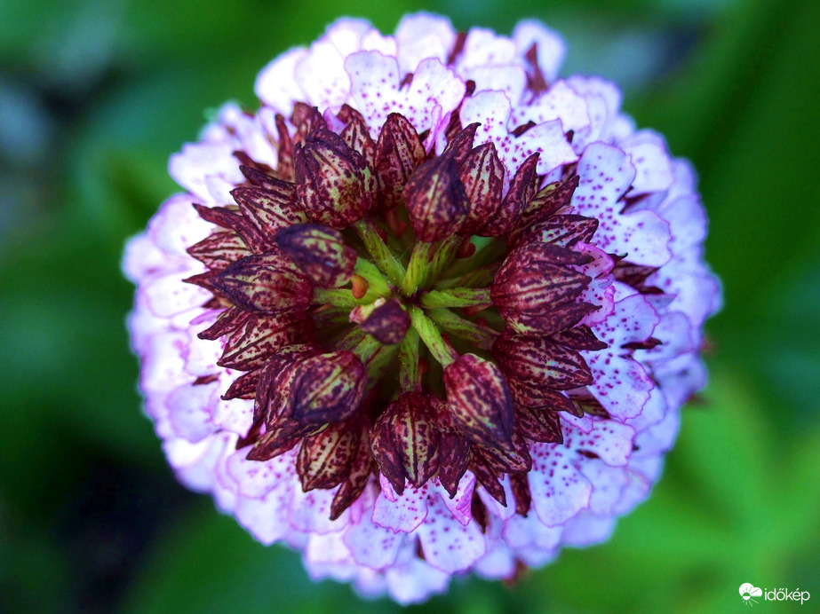 Felülnézet - Bíboros kosbor