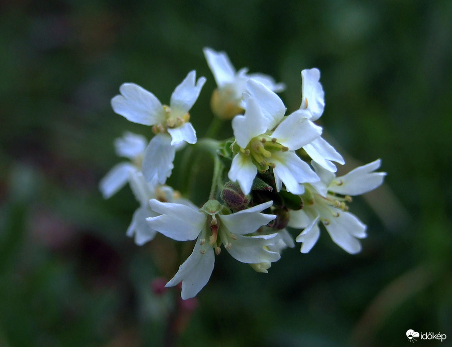 Közelről - Fehér hamuka