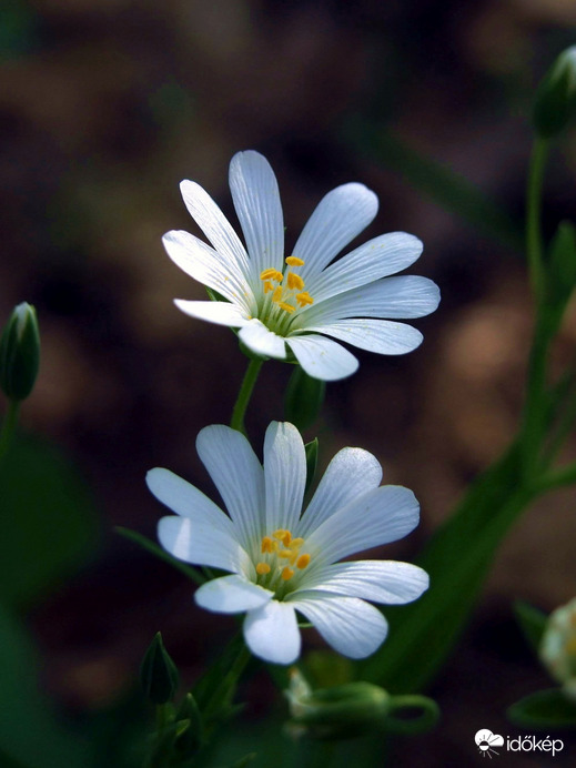 Erdő alján kis virág :)