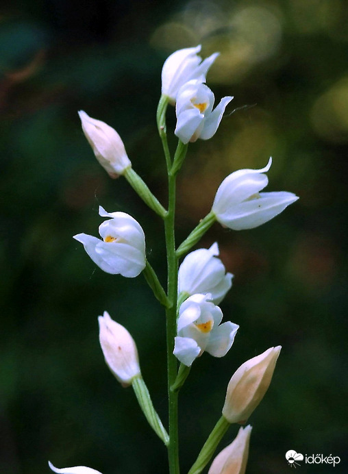 Fehér madársisak orchidea