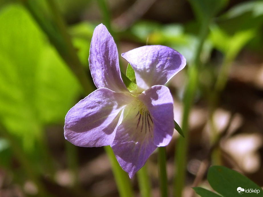 Közelről - csodás ibolya