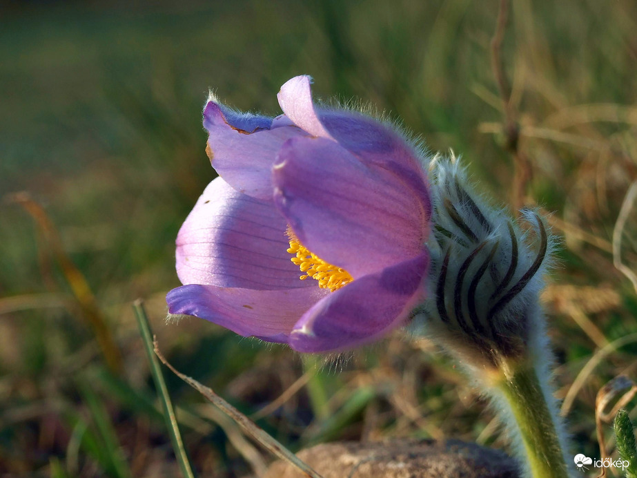 Lágy, esti fényben 