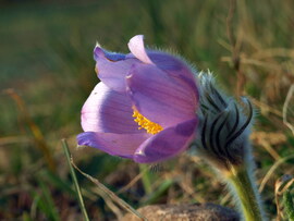 Lágy, esti fényben 