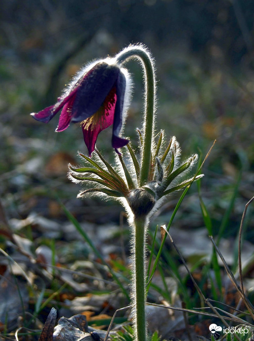Csak nevében fekete 