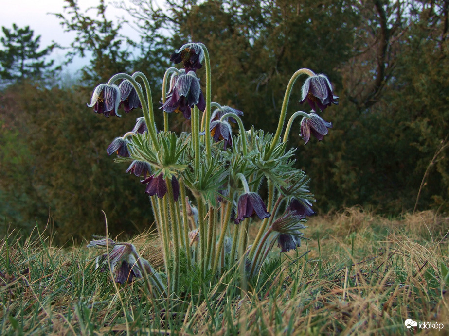 Domboldalban, erőszélen 