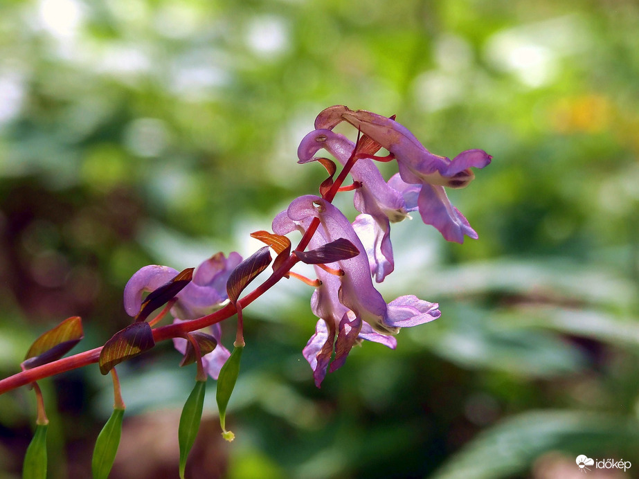 Nem hernyó, keltike! :)