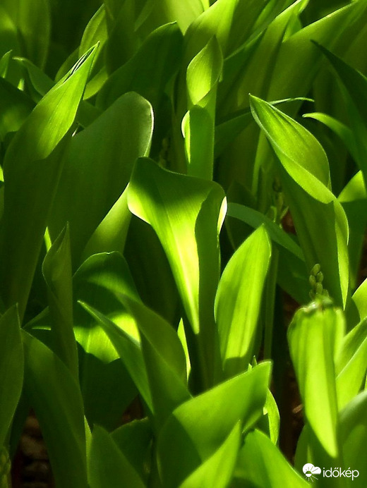 Sarjadó gyöngyvirág levelek 