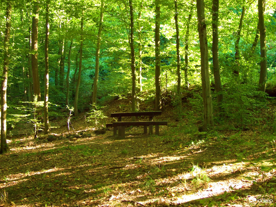 Erdei pihenő