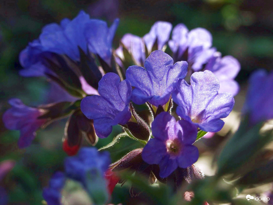 Ilyenkor még besüt az erdő aljára a nap 