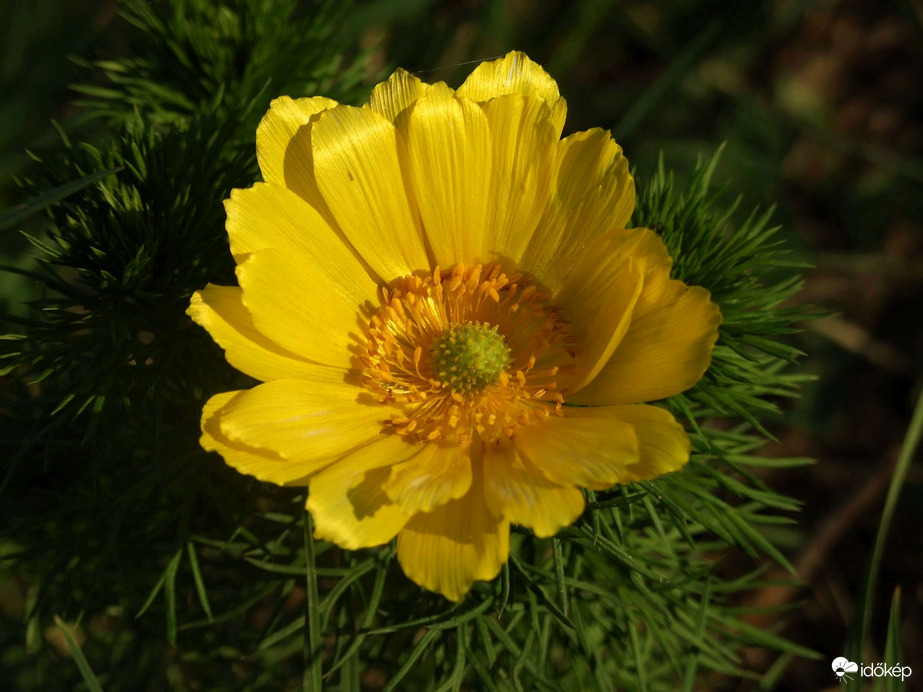 Tavasszal tavaszi :)