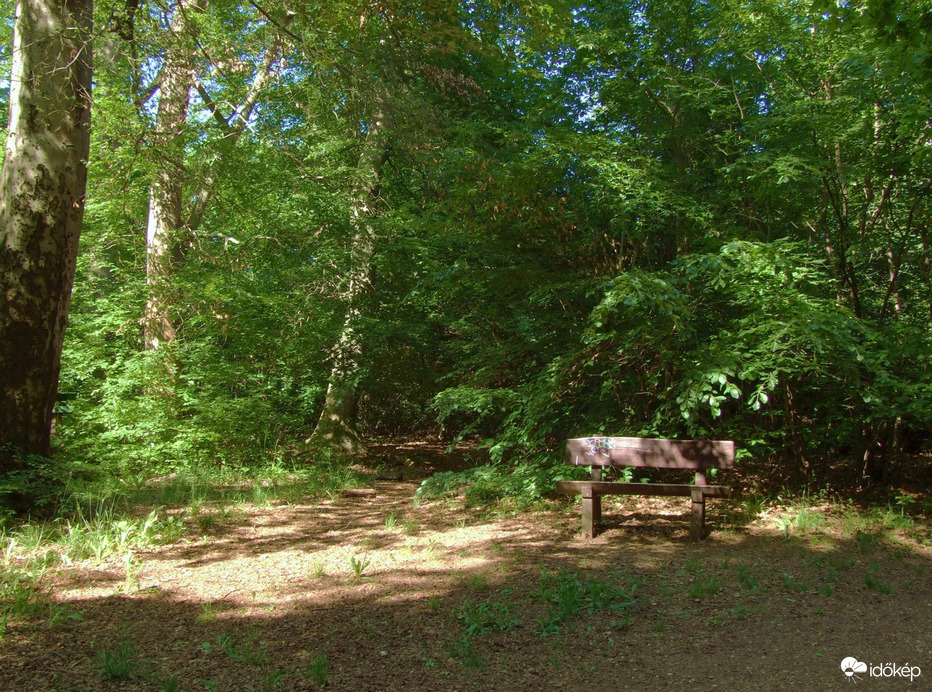 Erdei pihenő
