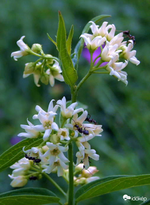 Hangyafa! :)