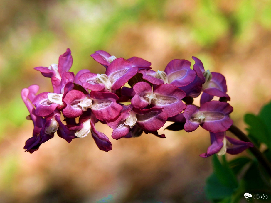 ...kihajlott az útra :) 