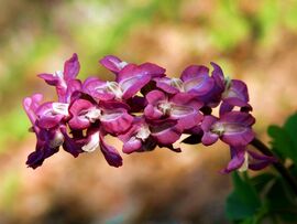 ...kihajlott az útra :) 