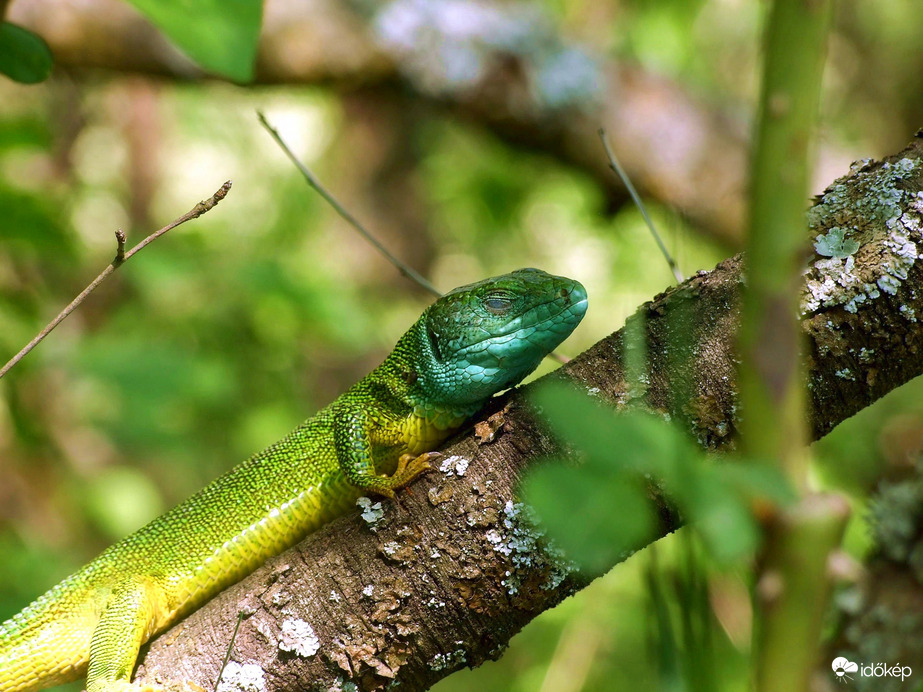 Kitört rajtam a tavasz fáradtság :)