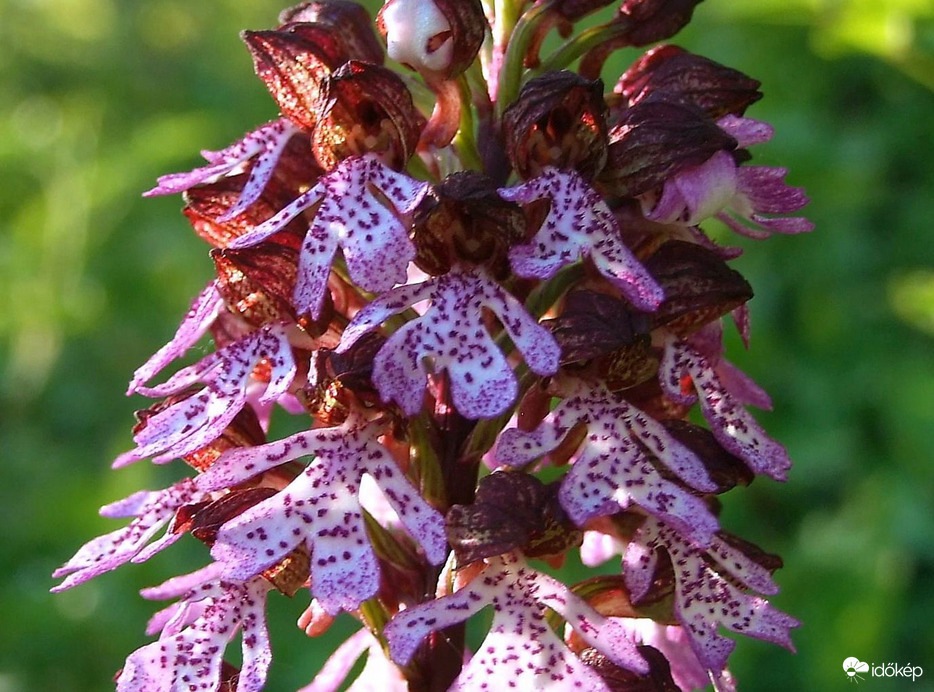 Nevető emberkék :)