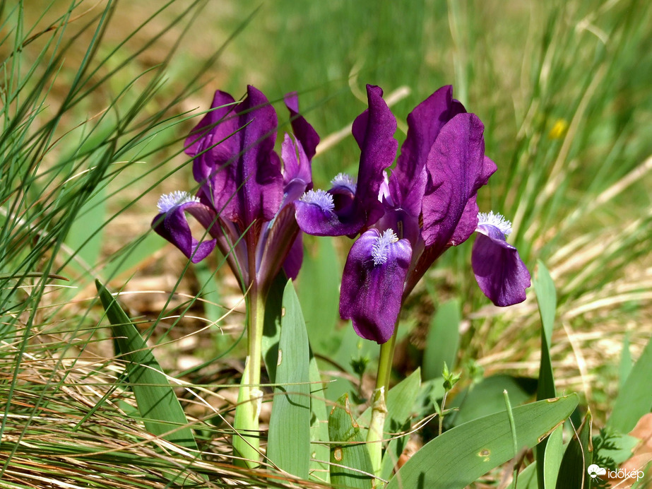 Apróságok a fűben 