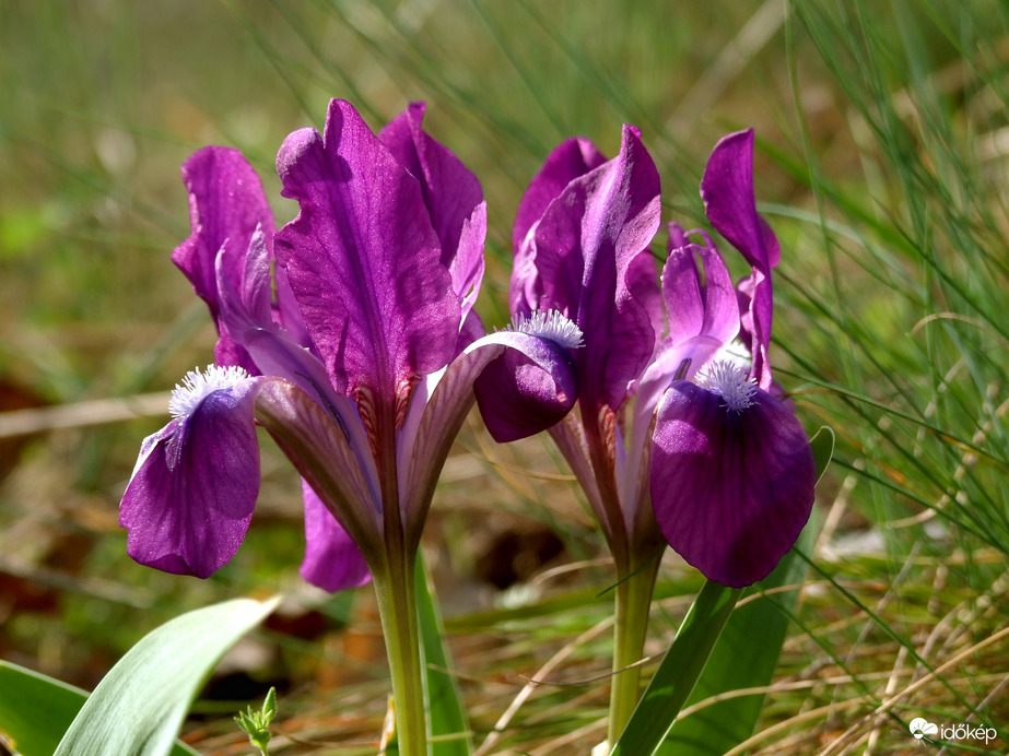 Szeretjük a napsütést! :)