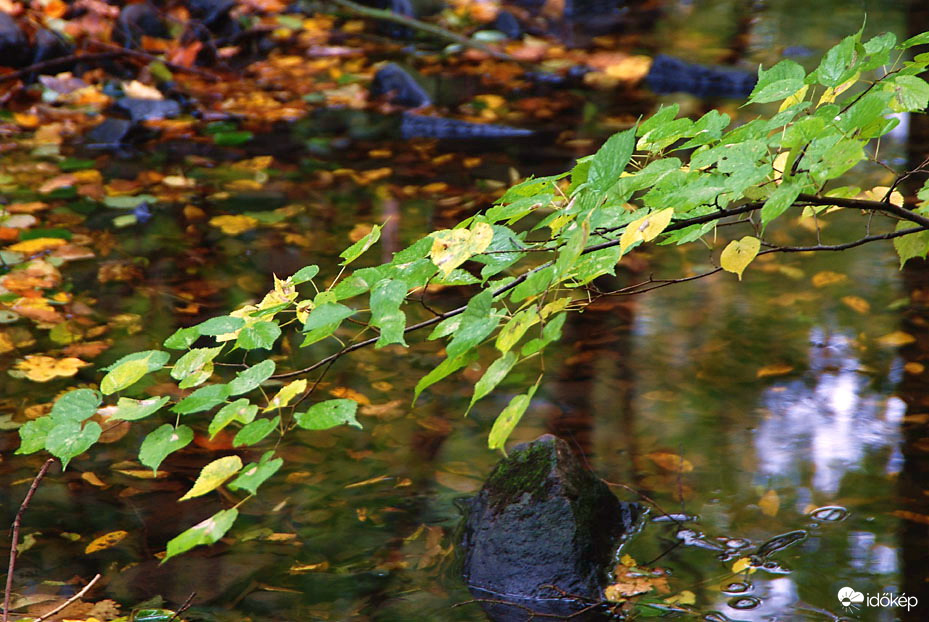Esős időben is szép az őszi erdő 