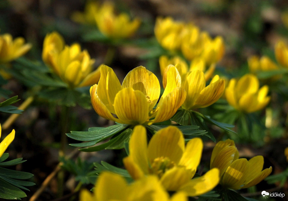 Túl vannak virágzásuk zenitjén a téltemetők 