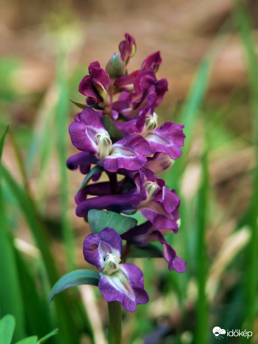 Borús időben az erdő alján 