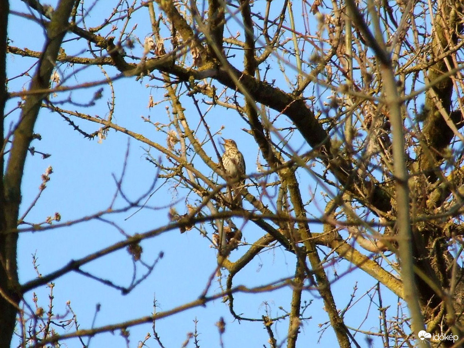 Dalolnak a madarak is :)