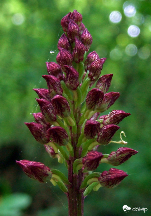 Májusi karácsonyfa :) 