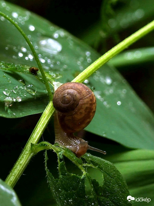 Délelőtti csigabalett a kertben :)