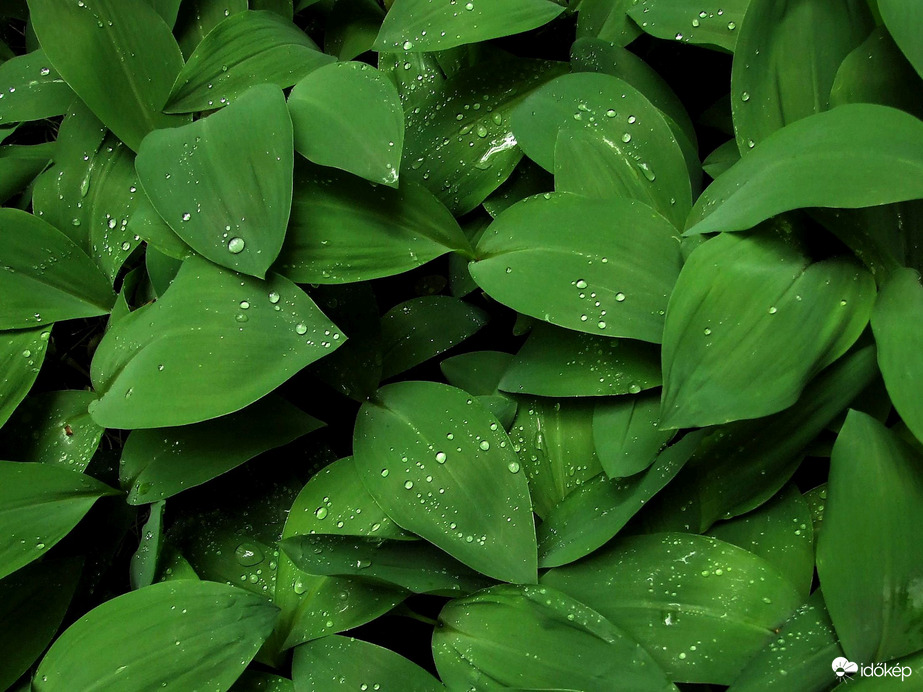 Megáztak a gyöngyvirág levelek 